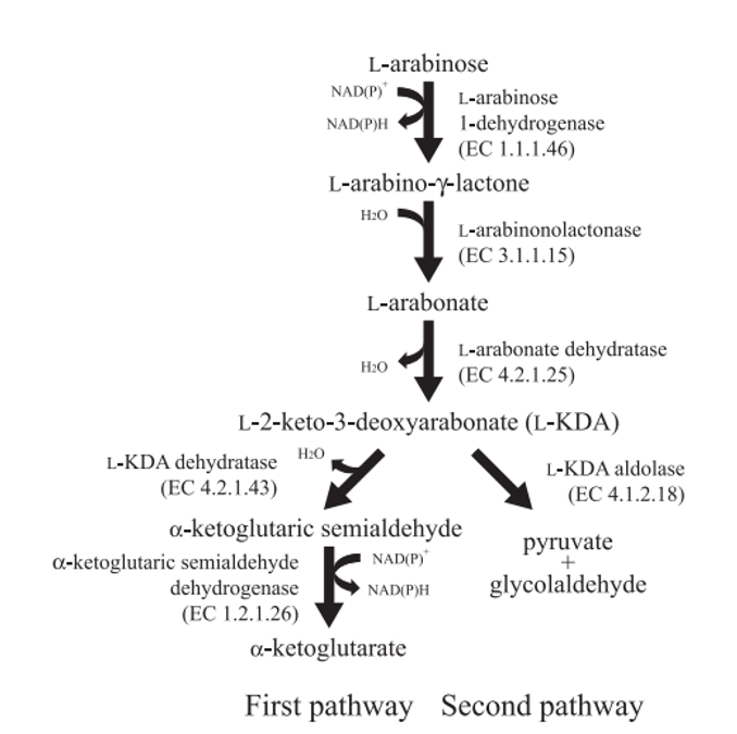 Enzyme Activity Measurement of L-Arabinose 1-Dehydrogenase Using Spectrophotometric Assays